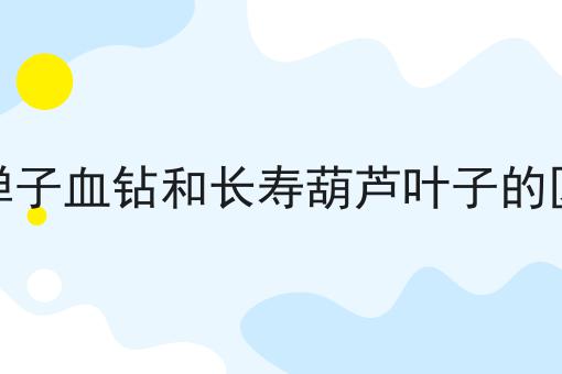 金弹子血钻和长寿葫芦叶子的区别