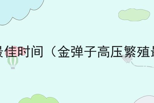 金弹子高压繁殖最佳时间（金弹子高压繁殖最佳时间是多少）