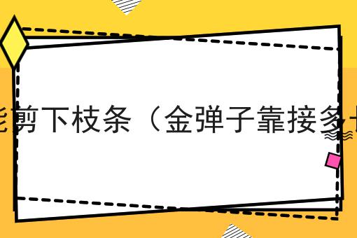 金弹子靠接多长时间能剪下枝条（金弹子靠接多长时间能剪下枝条呢）