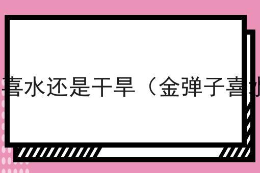 金弹子喜水还是干旱（金弹子喜水吗?）