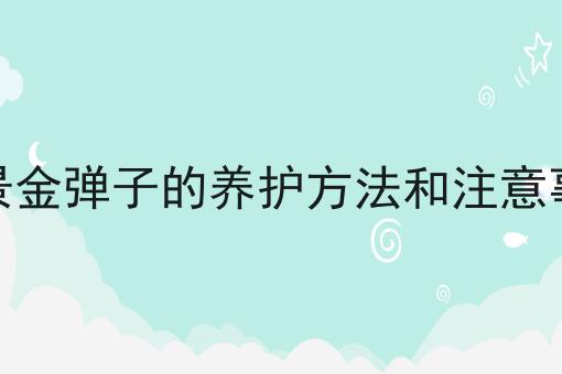 盆景金弹子的养护方法和注意事项