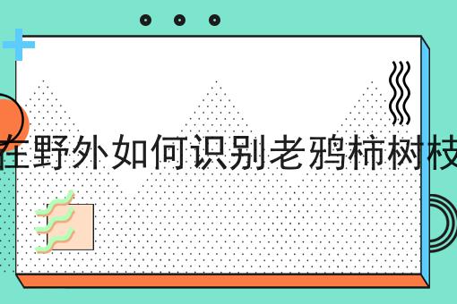 在野外如何识别老鸦柿树枝