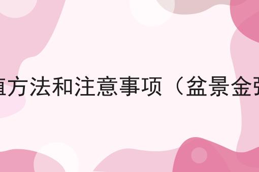 盆栽金弹子的养殖方法和注意事项（盆景金弹子的养殖方法）