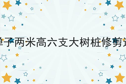 金弹子两米高六支大树桩修剪造型