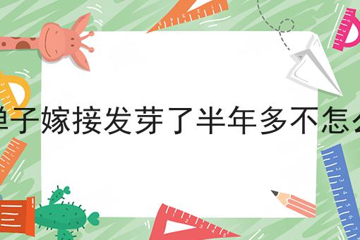 金弹子嫁接发芽了半年多不怎么长