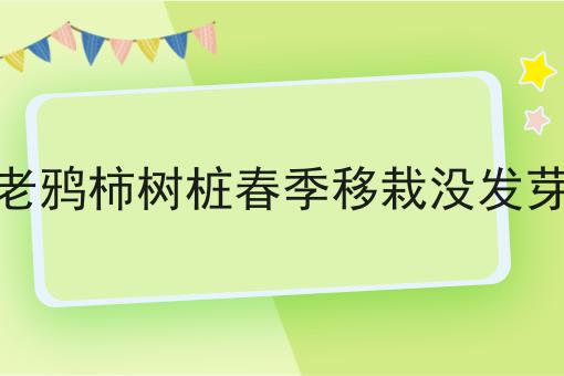 老鸦柿树桩春季移栽没发芽