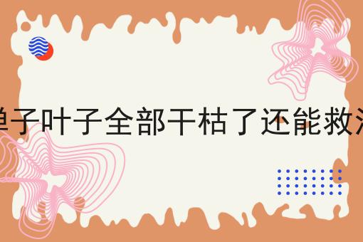 金弹子叶子全部干枯了还能救活吗