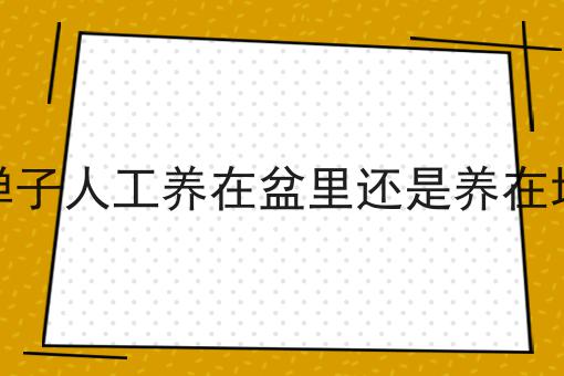 金弹子人工养在盆里还是养在地里