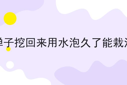 金弹子挖回来用水泡久了能栽活吗