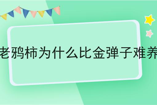 老鸦柿为什么比金弹子难养