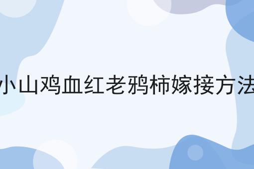 小山鸡血红老鸦柿嫁接方法