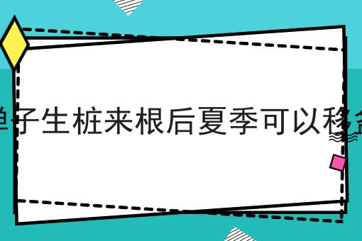 金弹子生桩来根后夏季可以移盆吗