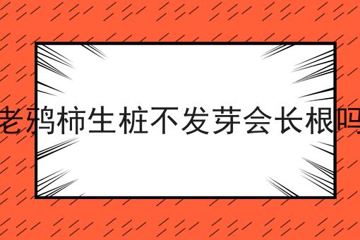 老鸦柿生桩不发芽会长根吗