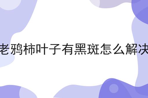 老鸦柿叶子有黑斑怎么解决