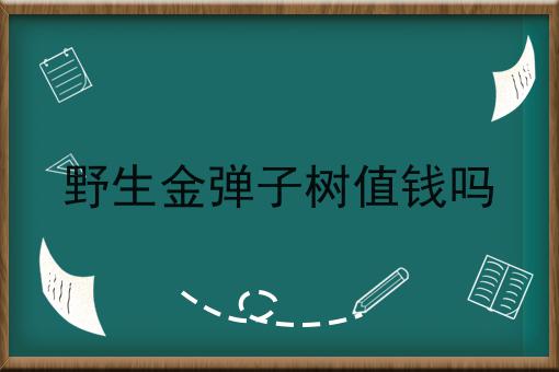 野生金弹子树值钱吗