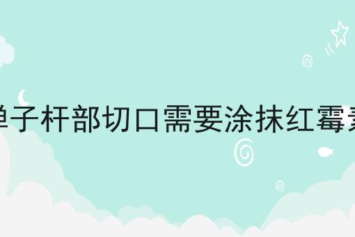 金弹子杆部切口需要涂抹红霉素吗