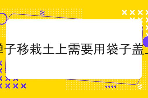 金弹子移栽土上需要用袋子盖上吗