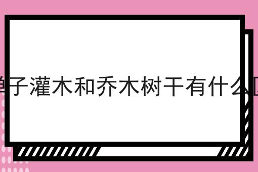 金弹子灌木和乔木树干有什么区别