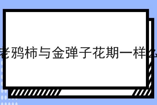 老鸦柿与金弹子花期一样么