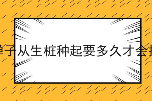 金弹子从生桩种起要多久才会挂果