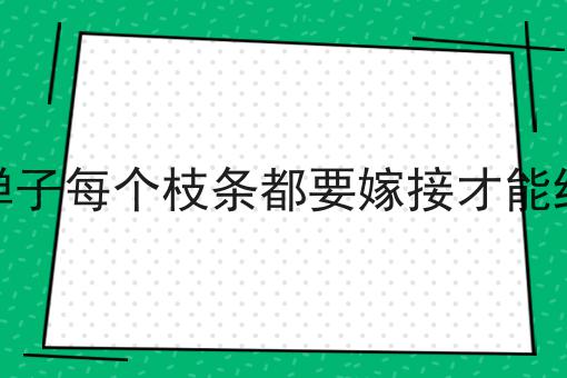 金弹子每个枝条都要嫁接才能结果