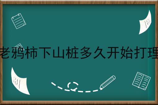 老鸦柿下山桩多久开始打理