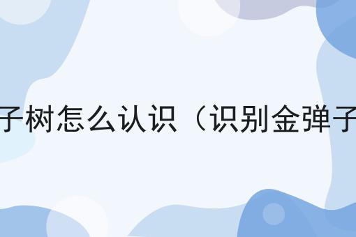 金弹子树怎么认识（识别金弹子树）