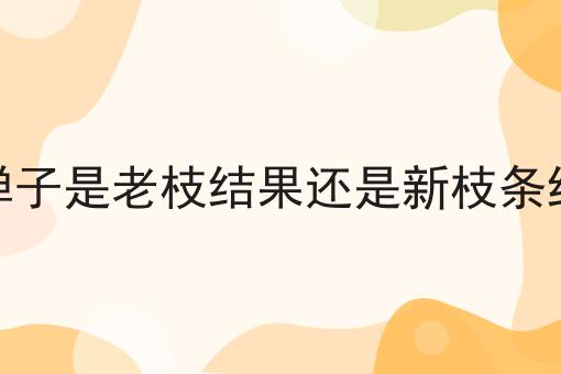 金弹子是老枝结果还是新枝条结果