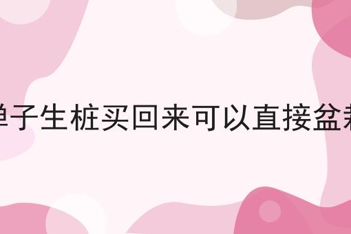 金弹子生桩买回来可以直接盆栽吗