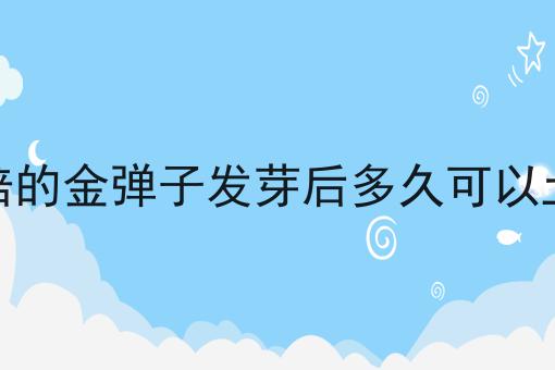 沙培的金弹子发芽后多久可以土栽