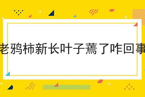 老鸦柿新长叶子蔫了咋回事