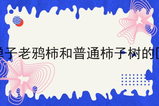 金弹子老鸦柿和普通柿子树的区别