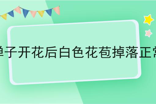 金弹子开花后白色花苞掉落正常吗