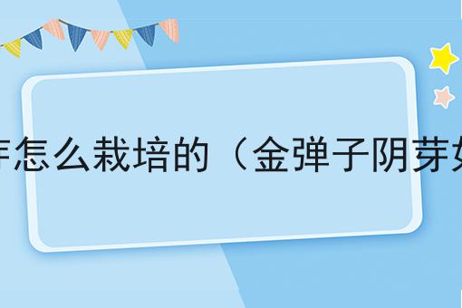 金弹子阴芽怎么栽培的（金弹子阴芽如何栽培）