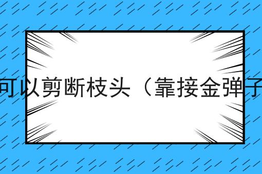 金弹子靠接多久可以剪断枝头（靠接金弹子多少天可剪断）