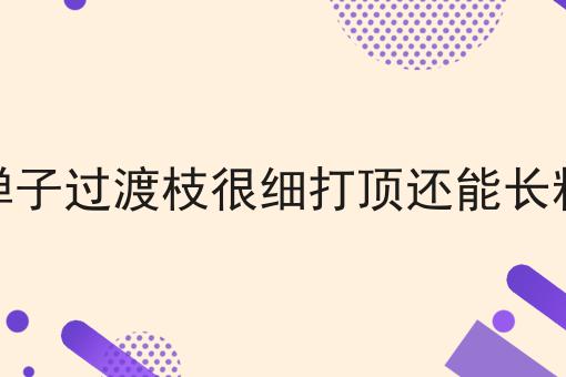 金弹子过渡枝很细打顶还能长粗吗