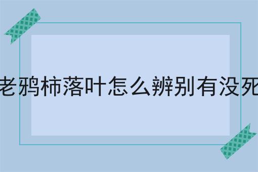 老鸦柿落叶怎么辨别有没死