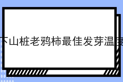 下山桩老鸦柿最佳发芽温度