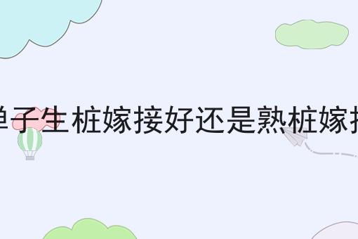 金弹子生桩嫁接好还是熟桩嫁接好