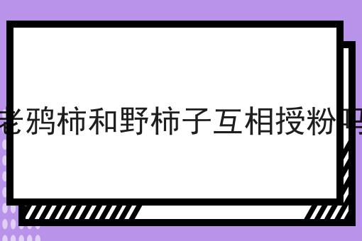 老鸦柿和野柿子互相授粉吗