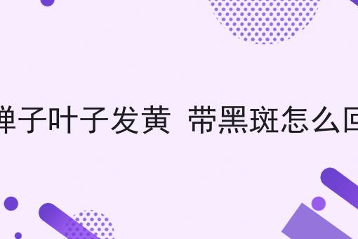 金弹子叶子发黄 带黑斑怎么回事