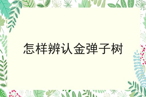 怎样辨认金弹子树