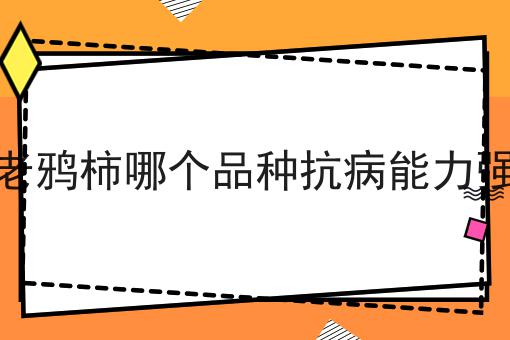 老鸦柿哪个品种抗病能力强