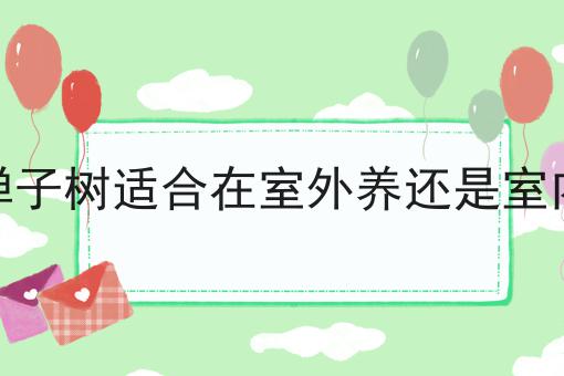 金弹子树适合在室外养还是室内养