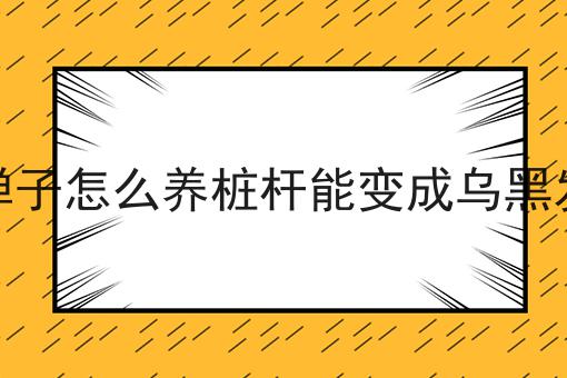 金弹子怎么养桩杆能变成乌黑发亮