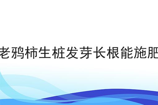 老鸦柿生桩发芽长根能施肥