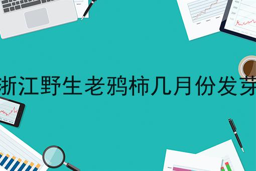 浙江野生老鸦柿几月份发芽