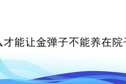 怎么才能让金弹子不能养在院子里