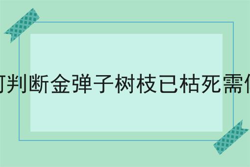 如何判断金弹子树枝已枯死需修剪