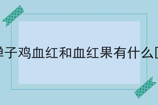 金弹子鸡血红和血红果有什么区别